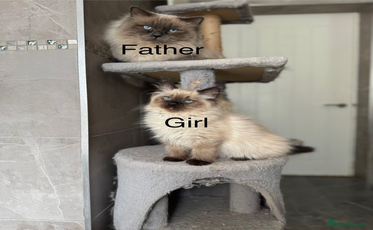 Ragdoll cats for sale - Advert 2