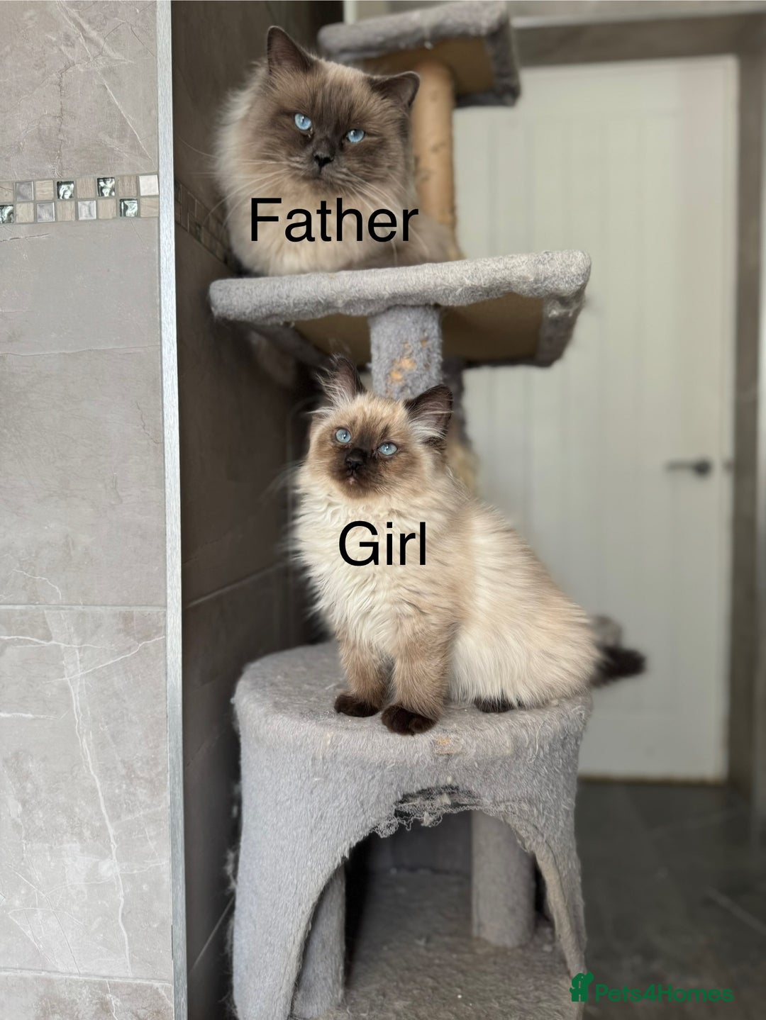 Ragdoll cats for sale: Ragdoll Kittens  - Image 1