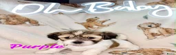 Mixed Breed dogs for sale: La chon  - Advert 8