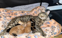 Mixed Breed cats for sale: 🐾 Adorable Litter of 5 Playful Kittens  - Image 12