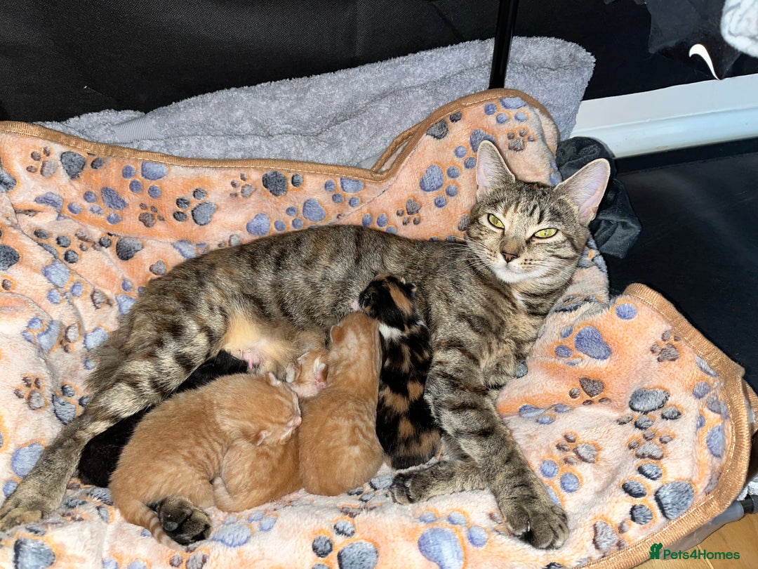 Mixed Breed cats for sale: 🐾 Adorable Litter of 5 Playful Kittens  - Image 12