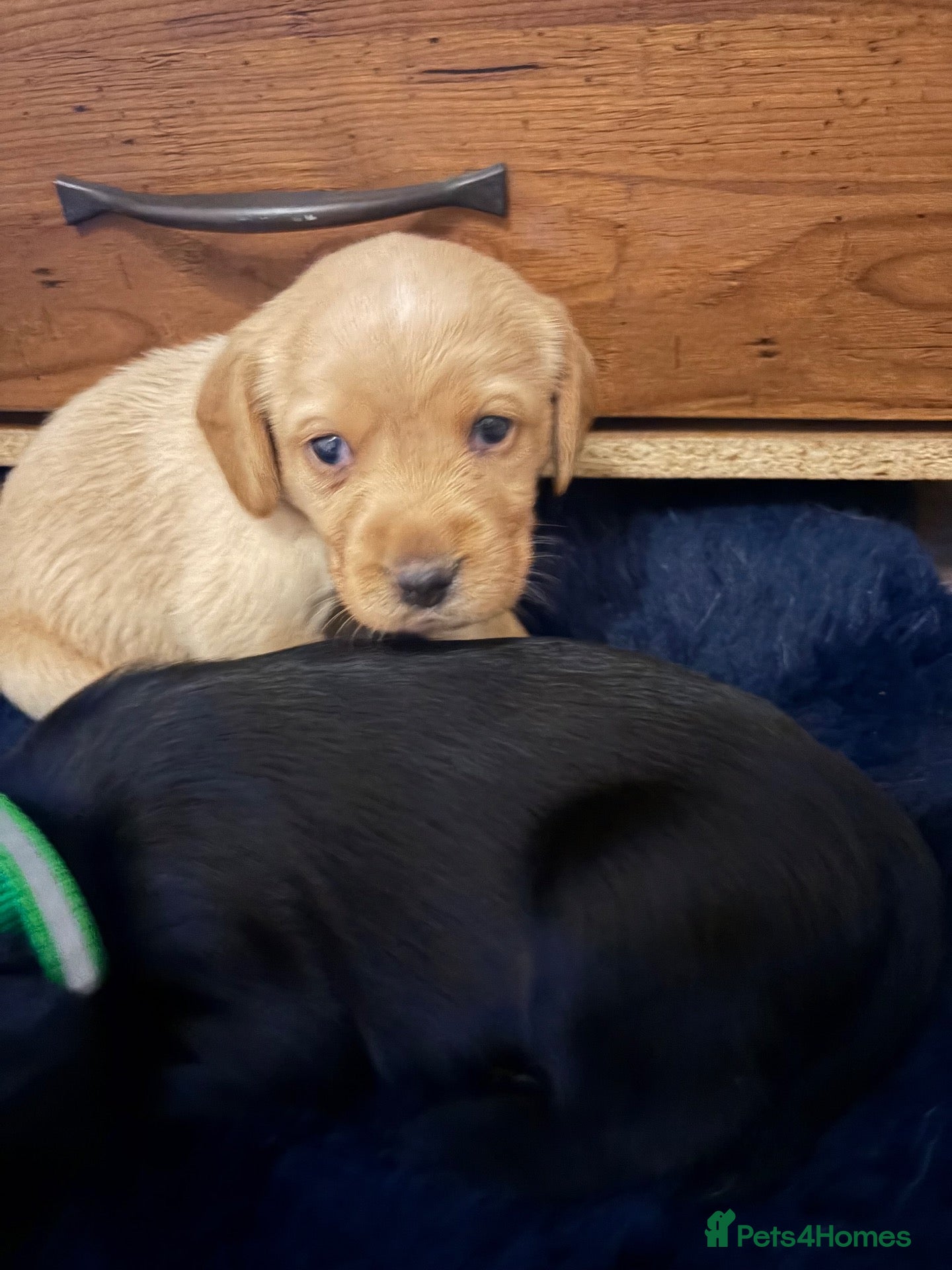 Cockerdor dogs for sale: **** 1 cockador girl left **** - Advert 1