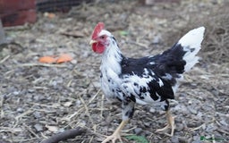 Chickens poultry for sale: Exchequer Leghorn Cockerels x2 - Image 4