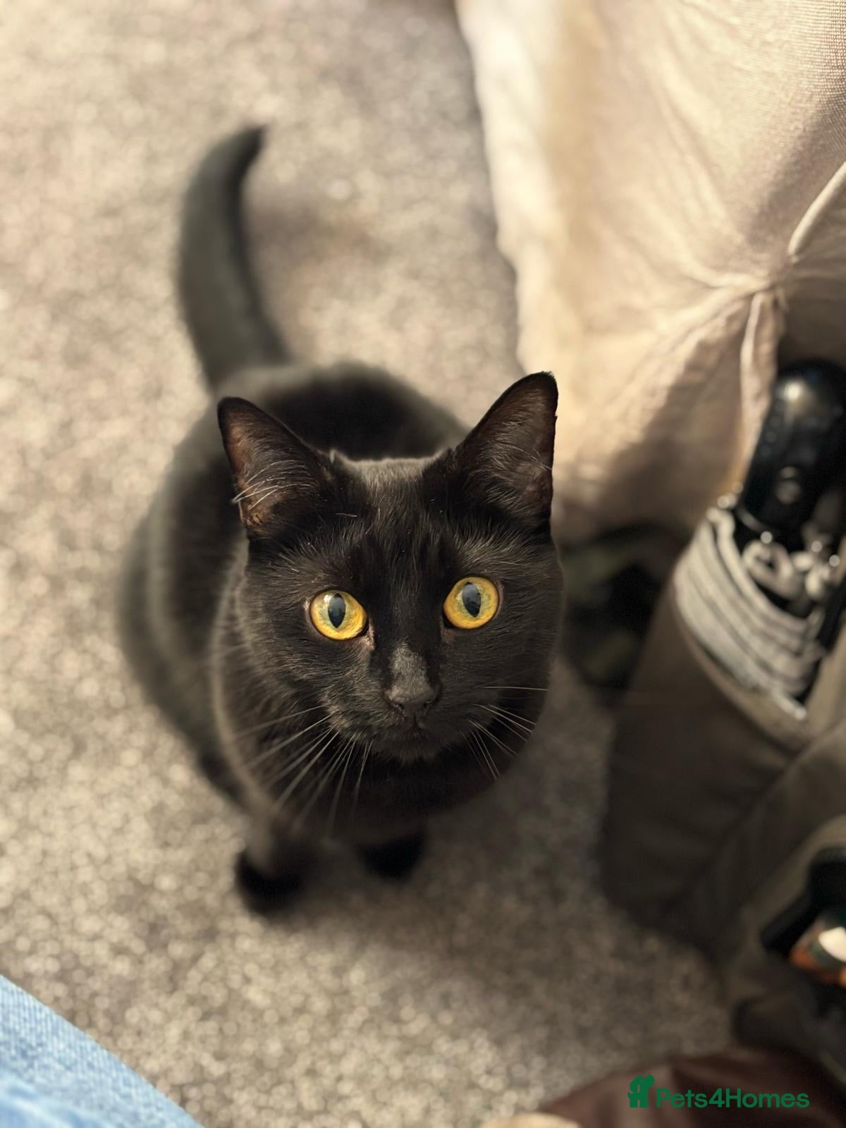 Mixed Breed cats Skyla - small black cat (5.5 years old) - Advert 2