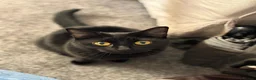 Mixed Breed cats for sale: Skyla - small black cat (5.5 years old) in Abergavenny - Advert 1