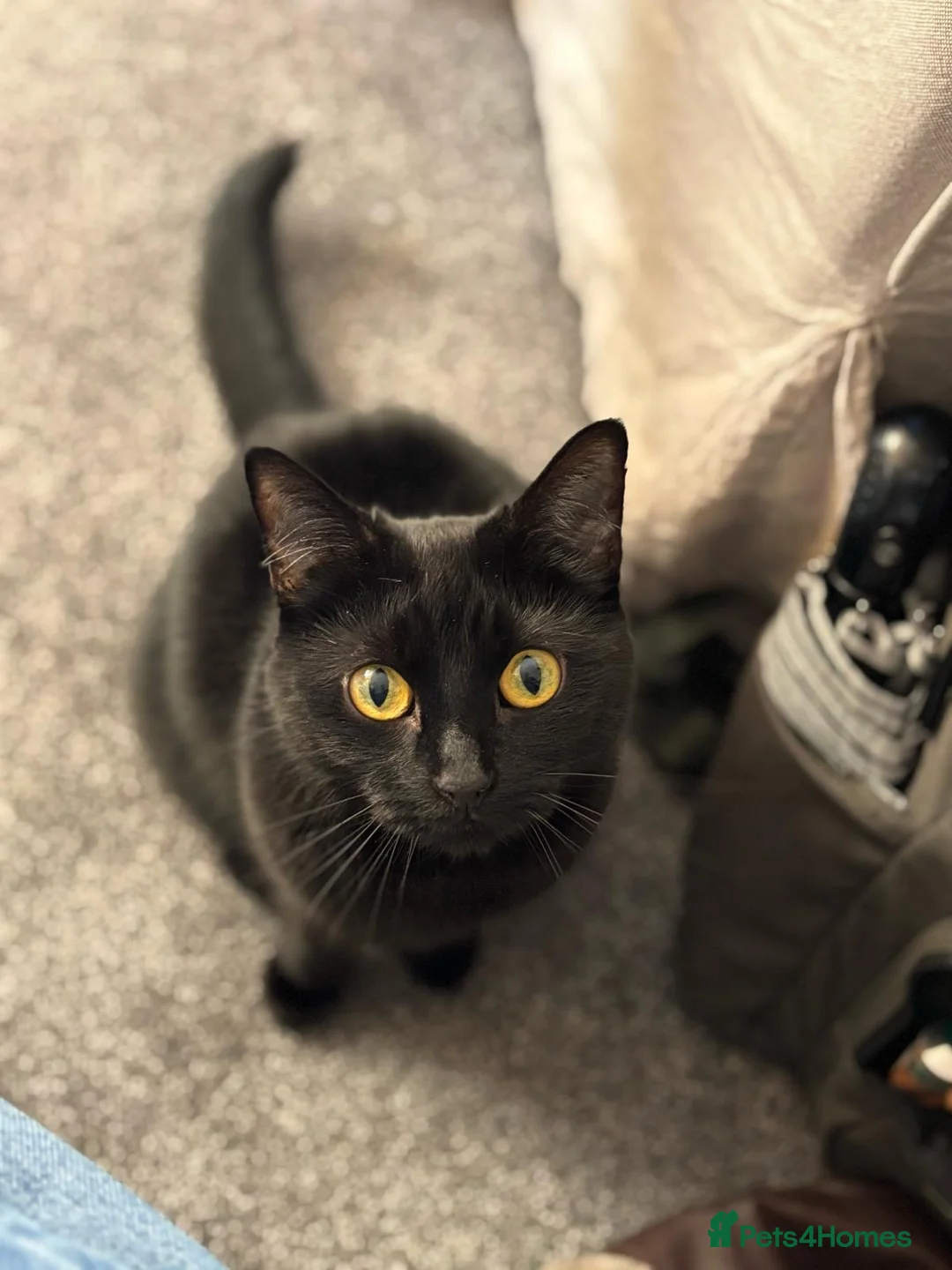 Mixed Breed cats for sale: Skyla - small black cat (5.5 years old) in Abergavenny - Advert 1