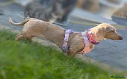 Miniature Dachshund dogs for sale: true miniature dachshunds - Image 13