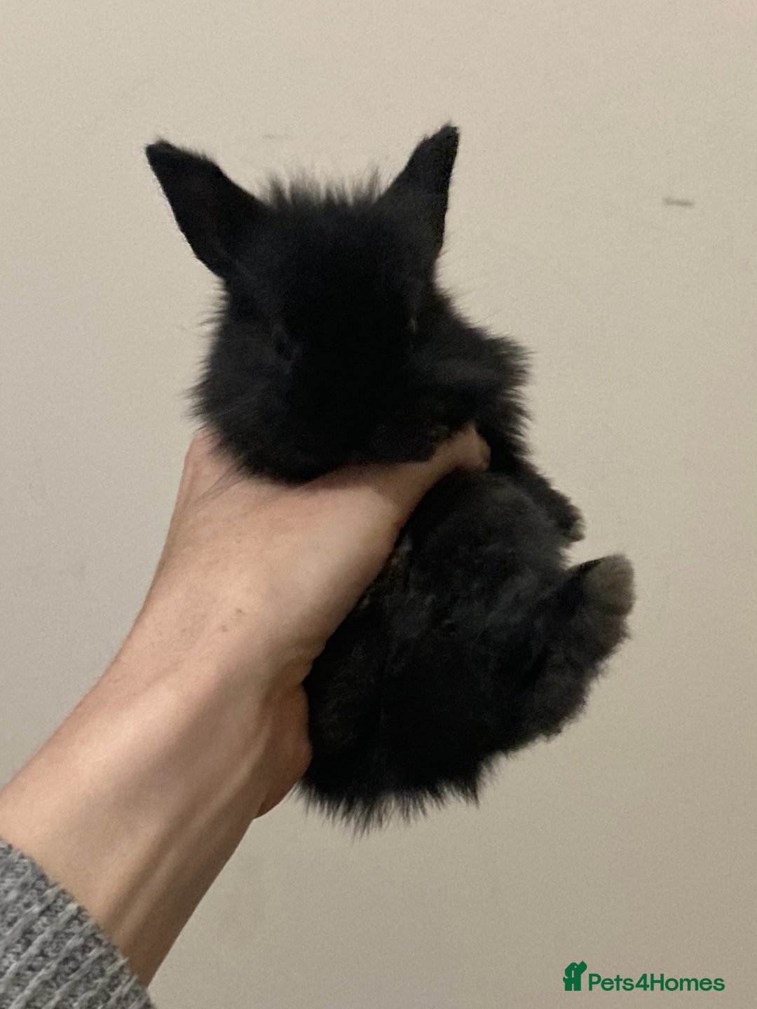 Mini Lion Lop rabbits for sale:  beautiful babies ready on the 18 October  - Image 3