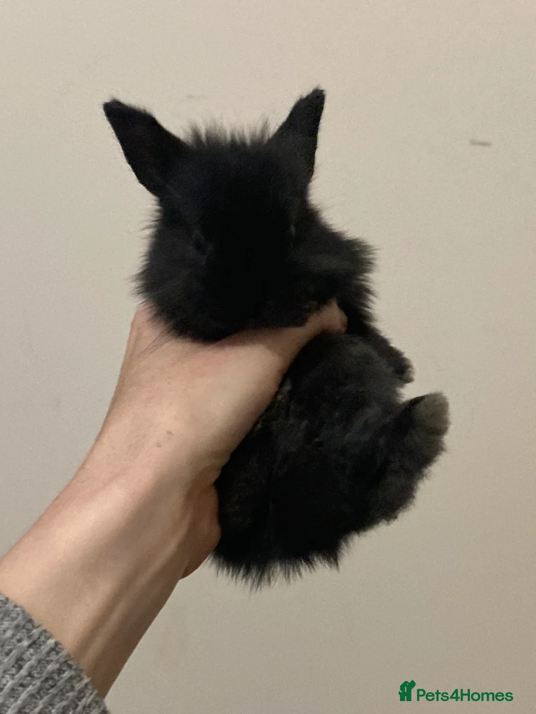 Mini Lion Lop rabbits for sale:  beautiful babies ready on the 18 October  - Advert 3