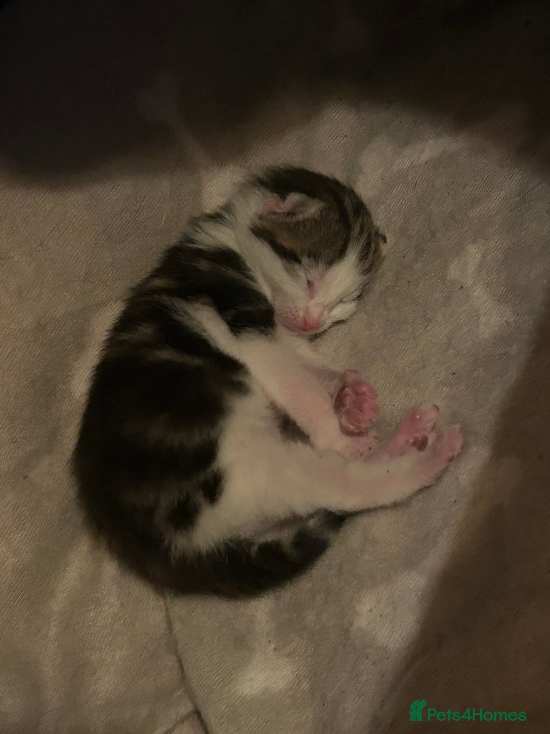 Bengal cats for sale: Boy bengul kitten 2weeks 5 days old - Image 2