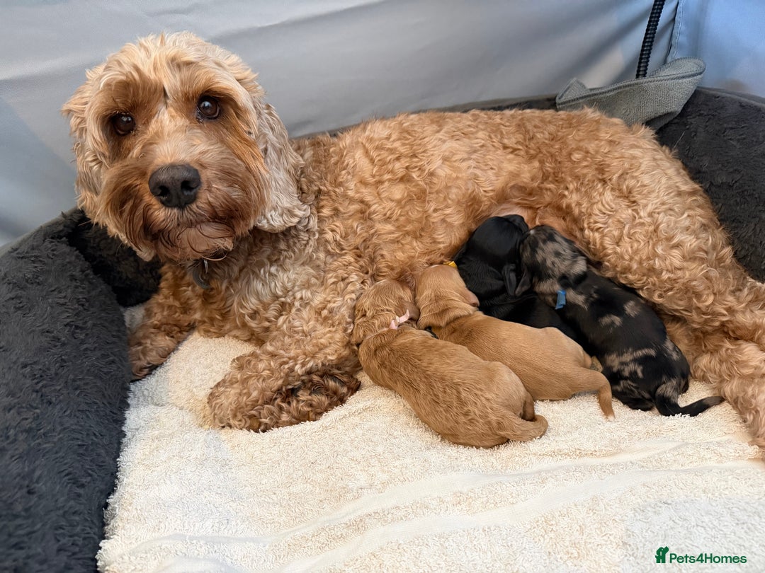 Cockapoo dogs for sale: 🐾💕 Exceptional F2 Cockapoo Puppies💕🐾 - Advert 2