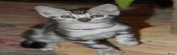 Bengal cats for sale: Beautiful TICA Registered Male Bengal Kittens - Advert 16