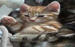 Mixed Breed cats for sale: Beautiful kittens - Image 29