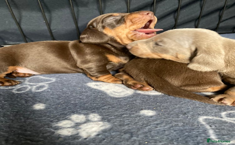 Miniature Dachshund dogs - Advert 1