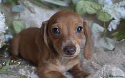 Miniature Dachshund dogs for sale: KC Smooth Coat Miniature Dachshund Puppies - Image 5