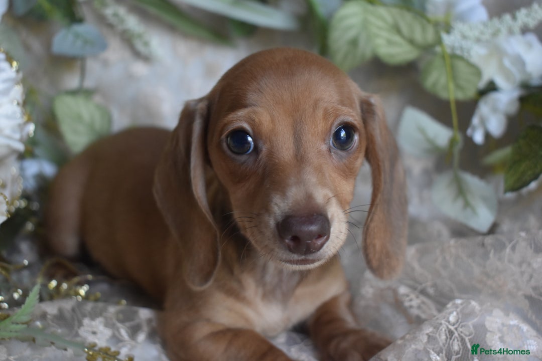 Miniature Dachshund dogs for sale: KC Smooth Coat Miniature Dachshund Puppies - Image 5