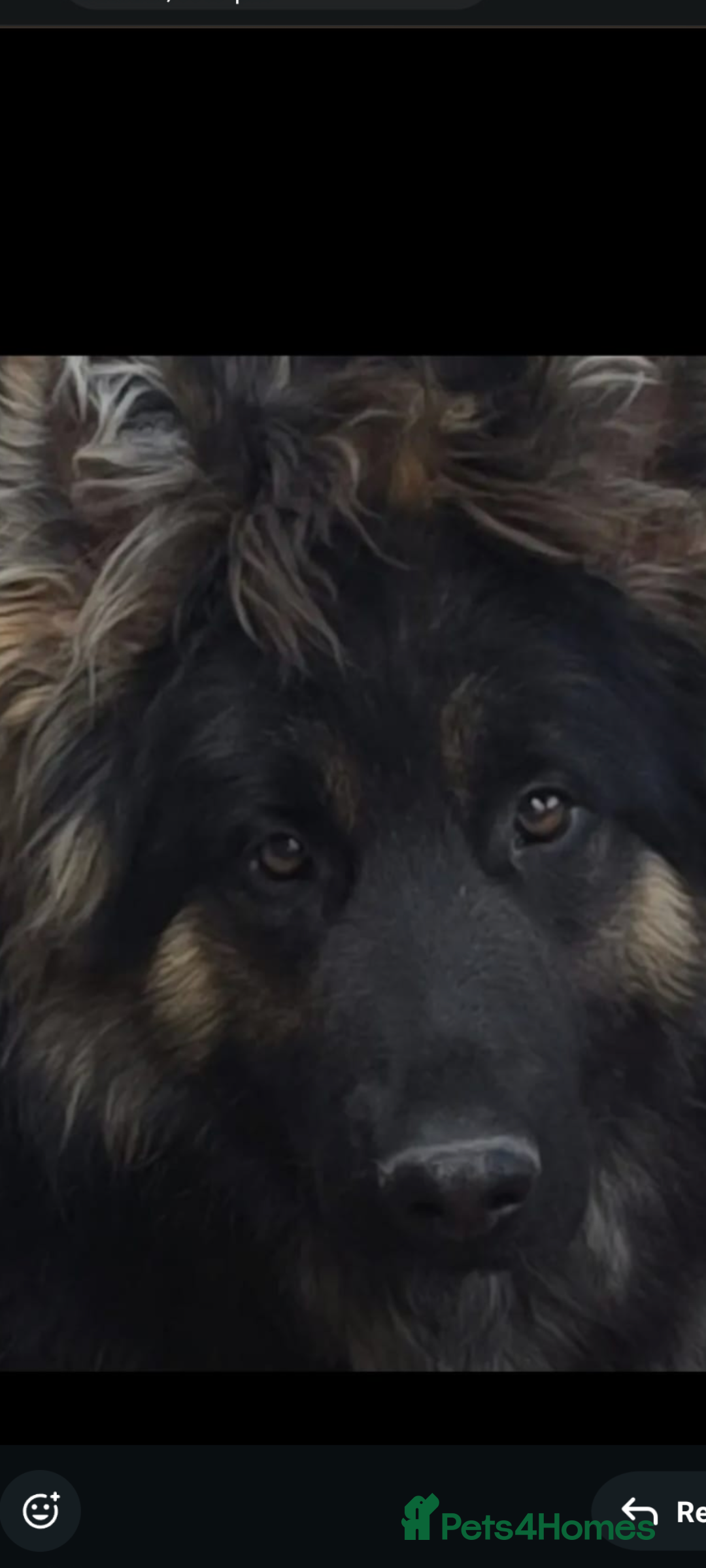 Mixed Breed dogs for sale: German shepherd cross deerhound  - Image 5