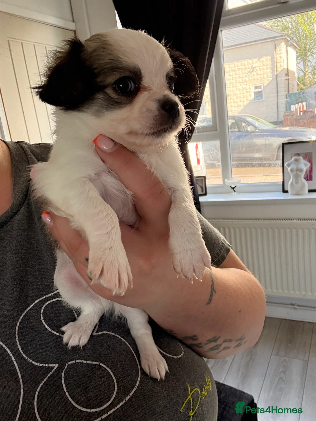 Chihuahua dogs for sale: 3 beautiful boy chihuahuas  - Advert 2