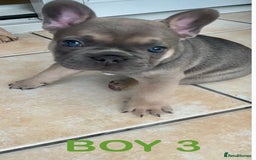 French Bulldog dogs for sale: French Bulldogs - Image 6