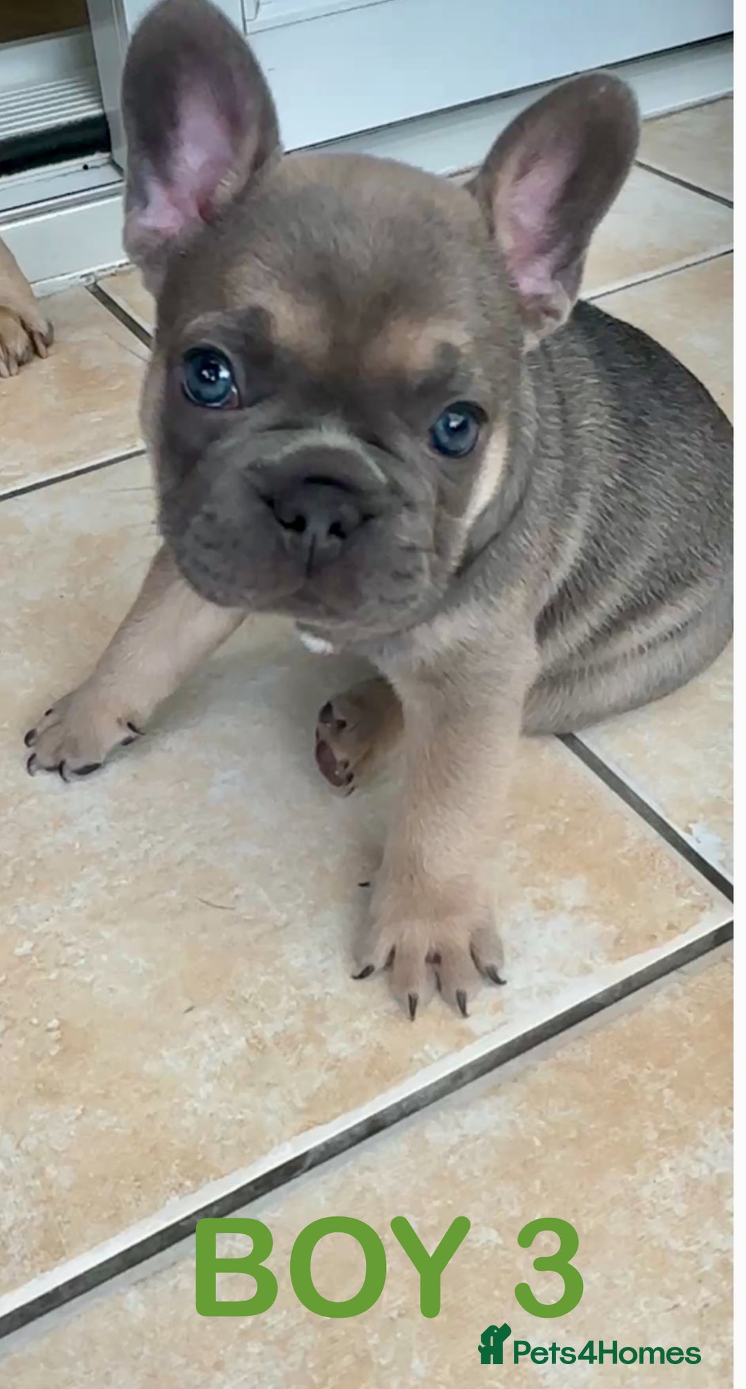 French Bulldog dogs for sale: French Bulldogs - Image 6