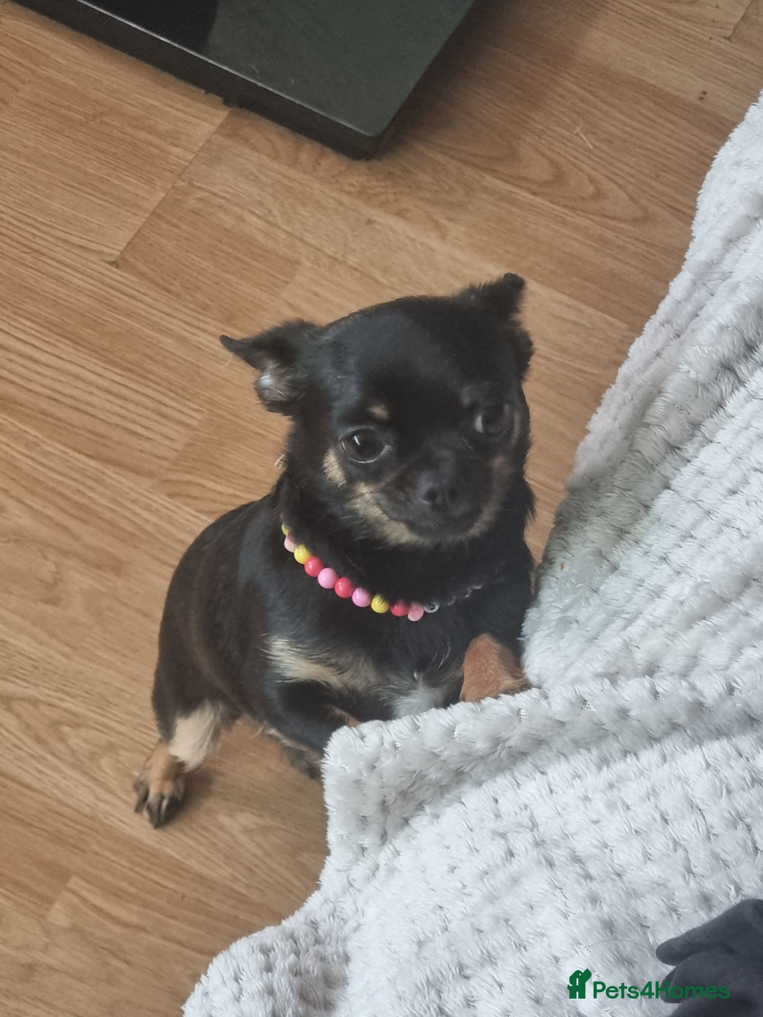 Chihuahua dogs  **  Mini Chihuahua Girl - Advert 2