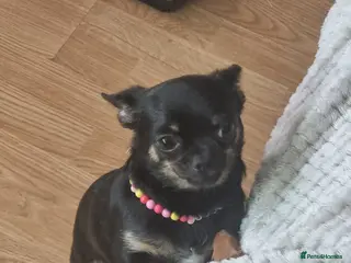 Chihuahua dogs ** Mini Chihuahua Girl - Advert 1