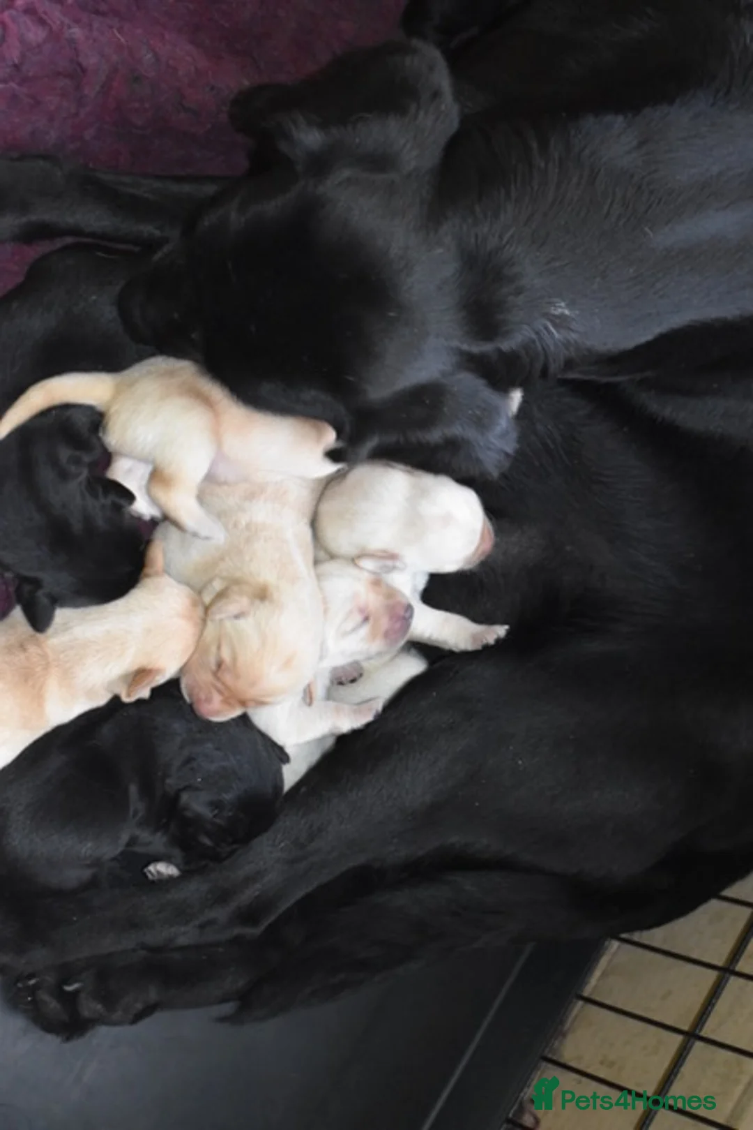 Labrador Retriever dogs for sale: Stunning Working Pedigree Labrador Puppies  in Boston - Advert 13