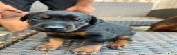 Dobermann dogs for sale: ❤️ Exceptional Family-Raised Doberman Puppies ❤️ - Advert 14
