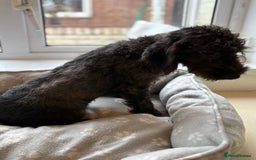 Mixed Breed dogs for sale: Cocker x bedlington puppy’s  - Image 10