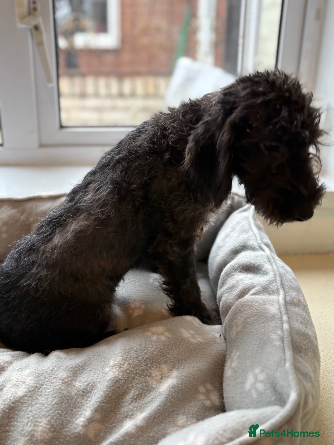 Mixed Breed dogs for sale: Cocker x bedlington puppy’s  - Image 10