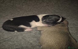 Chihuahua dogs for sale: 4 beautiful chihuahua puppies - Image 9
