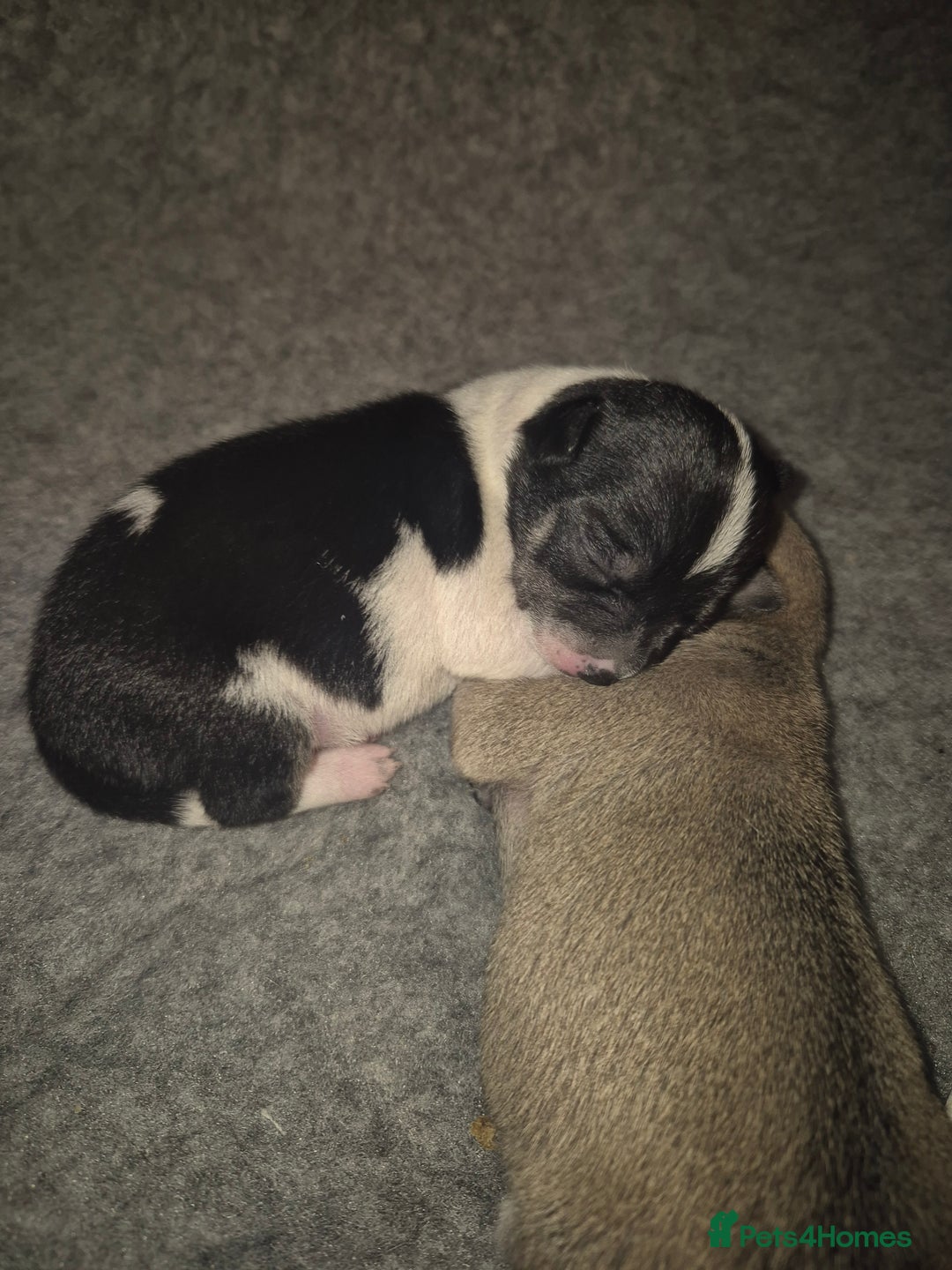 Chihuahua dogs for sale: 4 beautiful chihuahua puppies - Image 9