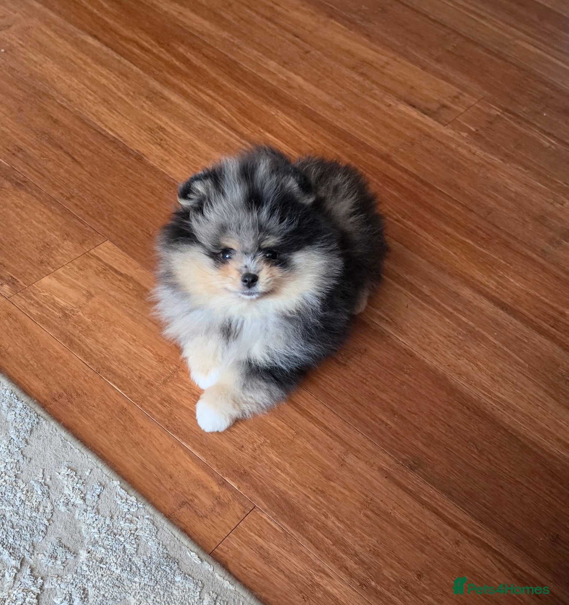 Pomeranian dogs Stunning Rare Merle Pomeranian - Advert 3