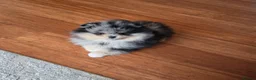 Pomeranian dogs for sale: Stunning Rare Merle Pomeranian - Advert 1