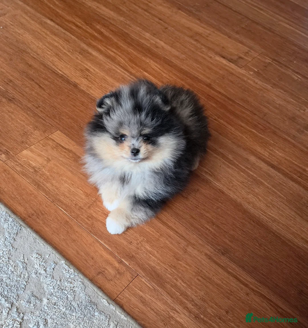 Pomeranian dogs for sale: Stunning Rare Merle Pomeranian - Advert 1