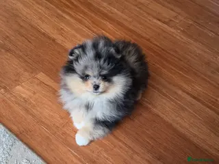 Pomeranian dogs Stunning Rare Merle Pomeranian - Advert 3