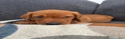 Labrador Retriever dogs for sale: Beautiful KC registered Labrador retriever puppies in Swansea - Advert 32