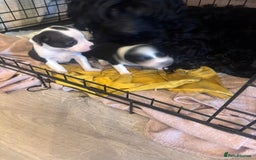 Mixed Breed dogs for sale: Cocker Jack - Image 3