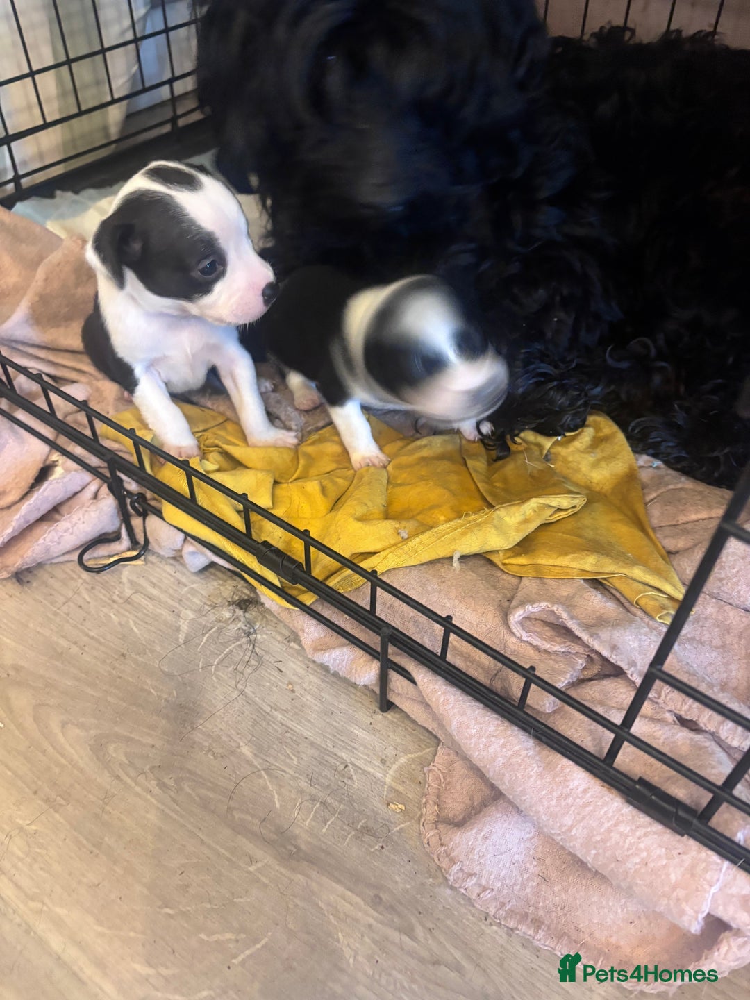 Mixed Breed dogs for sale: Cocker Jack - Image 3