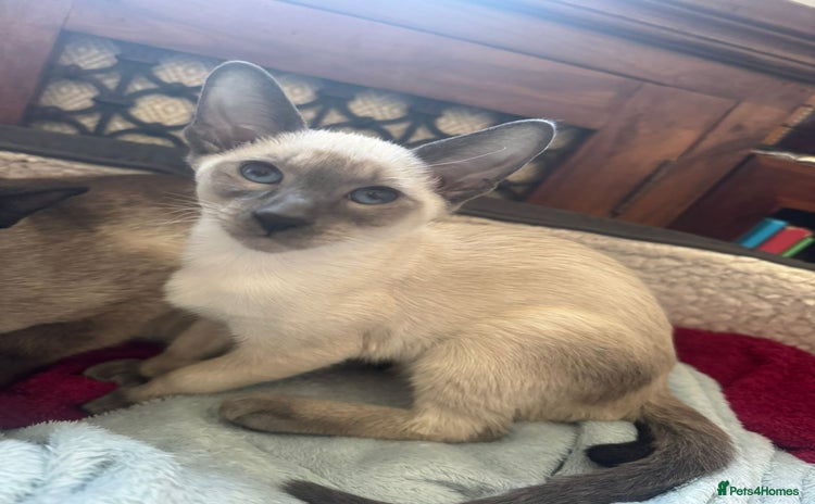 Siamese cats - Advert 1