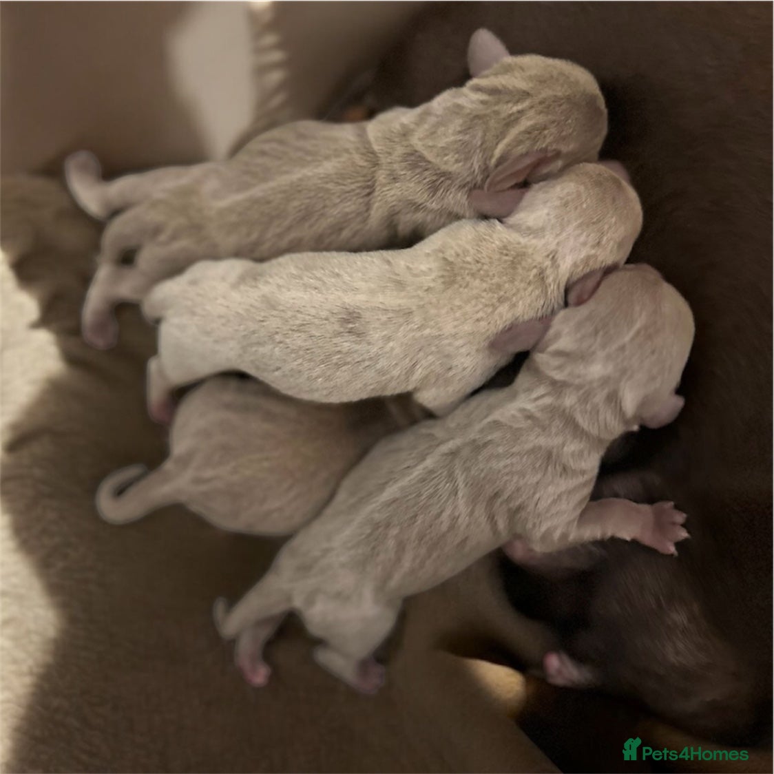 Miniature Dachshund dogs KC Miniature Isabella Dachshunds - Advert 3