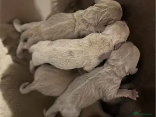 Miniature Dachshund dogs KC Miniature Isabella Dachshunds - Advert 8