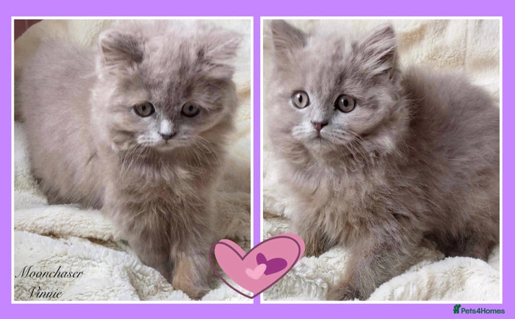 British Longhair cats - Advert 9