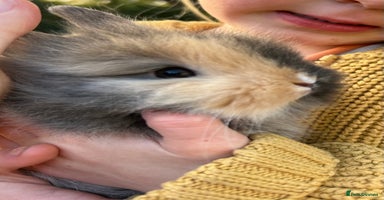 Lionhead rabbits Previously reserved little girl available now! - Advert 2