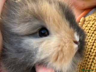Lionhead rabbits Previously reserved little girl available now! - Advert 14