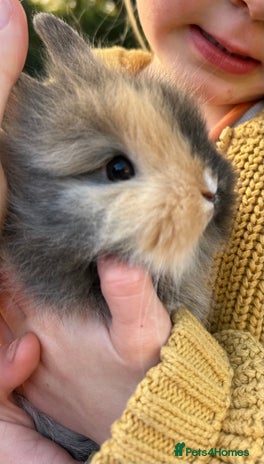Lionhead rabbits Previously reserved little girl available now! - Advert 1