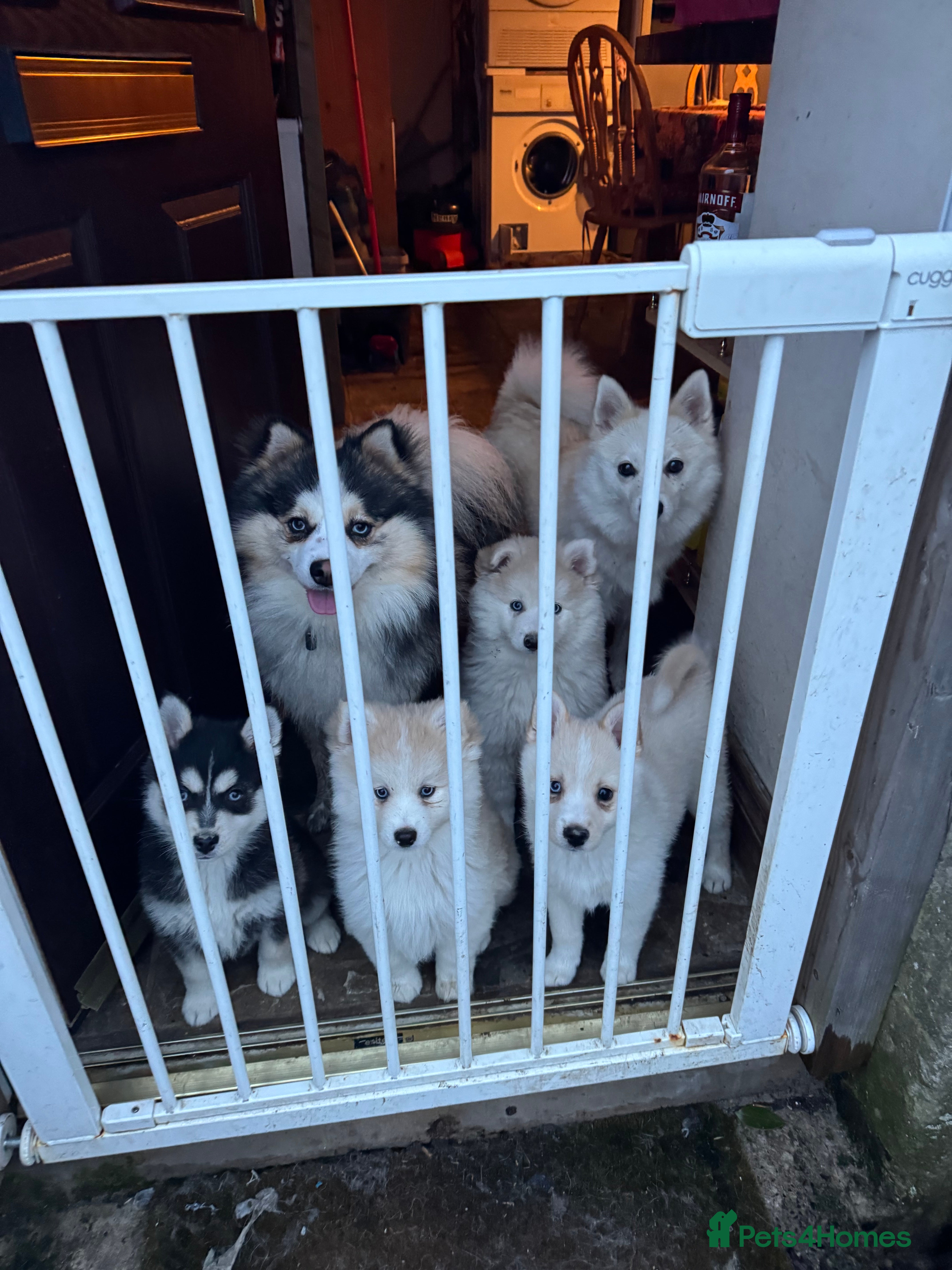 Pomsky dogs Pomsky puppies - Advert 3