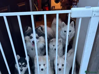 Pomsky dogs Pomsky puppies - Advert 3