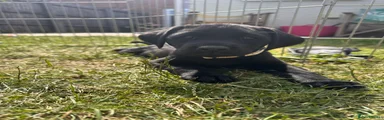 Labrador Retriever Puppy 3