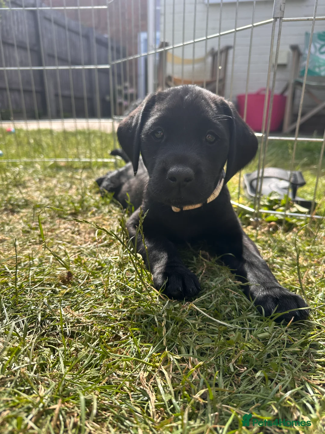 Labrador Retriever dogs for sale: Stunning KC registered Red & Black puppies - Advert 2